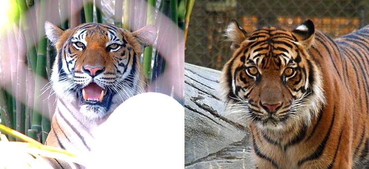 [Portraits of the faces of the two tigers have been spliced into one image. On the left, Cinta has her mouth open with her two lower canine teeth visible with tiny teeth between them. She has a definite pink nose with a tiny black dot on it. She has black stripes across her white and orange-brown fur. She has a lot more white in her fur than Kinleigh. Kinleigh is on the right and only has a few white spots on her early and a couple of places on her face. The outer fur on her face is white giving her a somewhat bearded look. The stripes on her face are wider than the other tiger.]